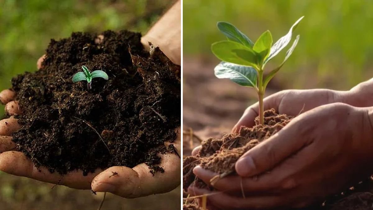 Best Organic Methods to Accelerate Rooting Speed for Healthy Plant Growth