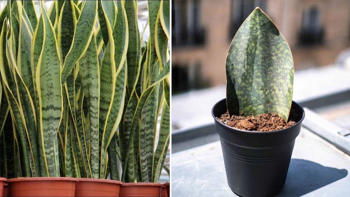 Best Practices for Cultivating a Thriving Whale Fin Snake Plant at Home