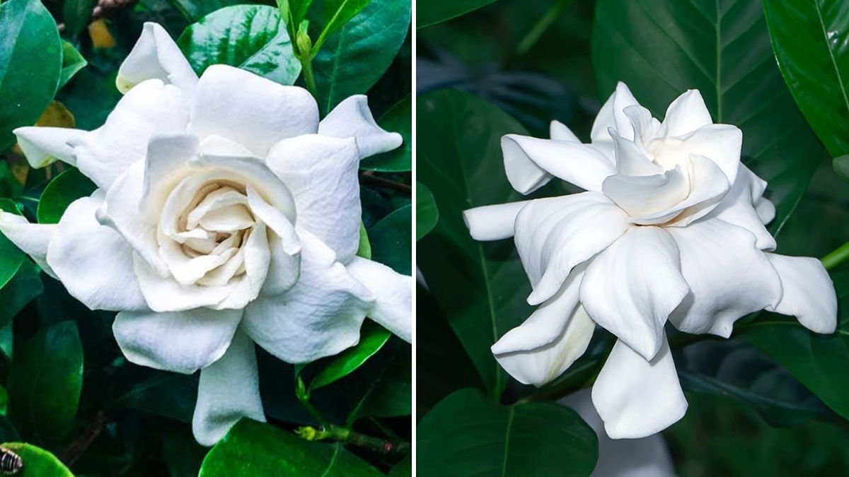 Best Practices for Cultivating Gardenia Bushes to Enhance Your Home Decor