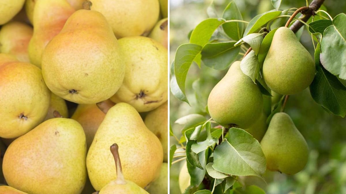 Best Practices for Growing Healthy Pear Trees in Cold Northern Climates