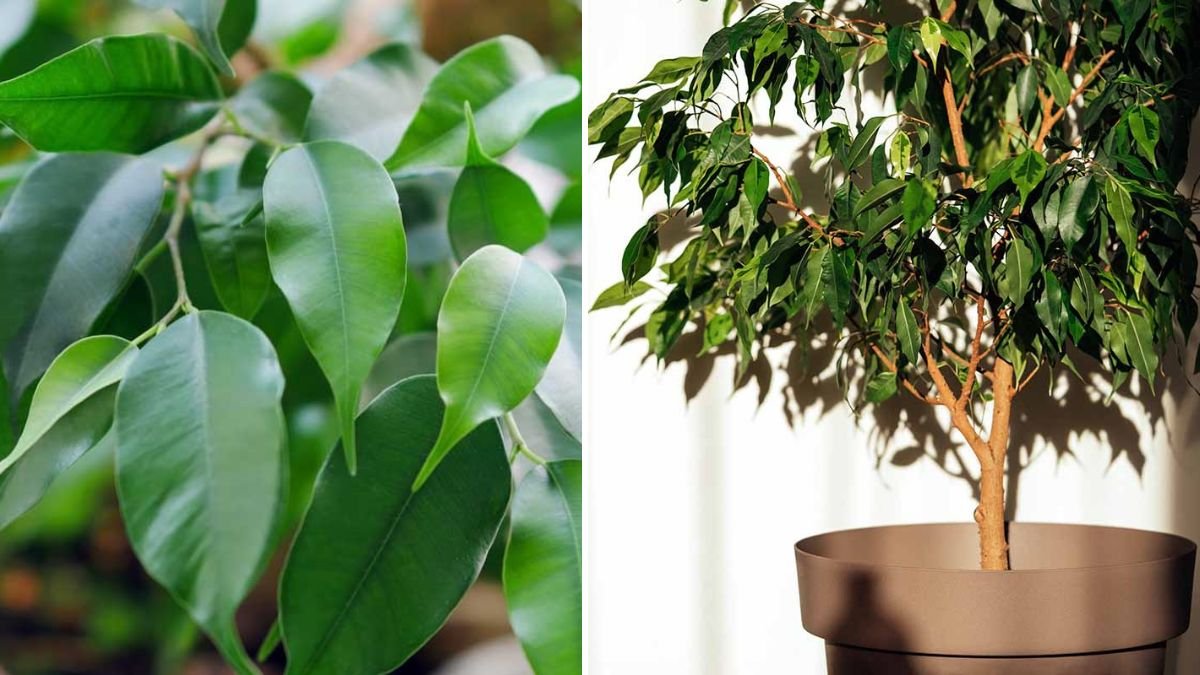 The Ultimate Guide to Growing Ficus Benjamina as an Avenue Tree for Stunning Landscapes