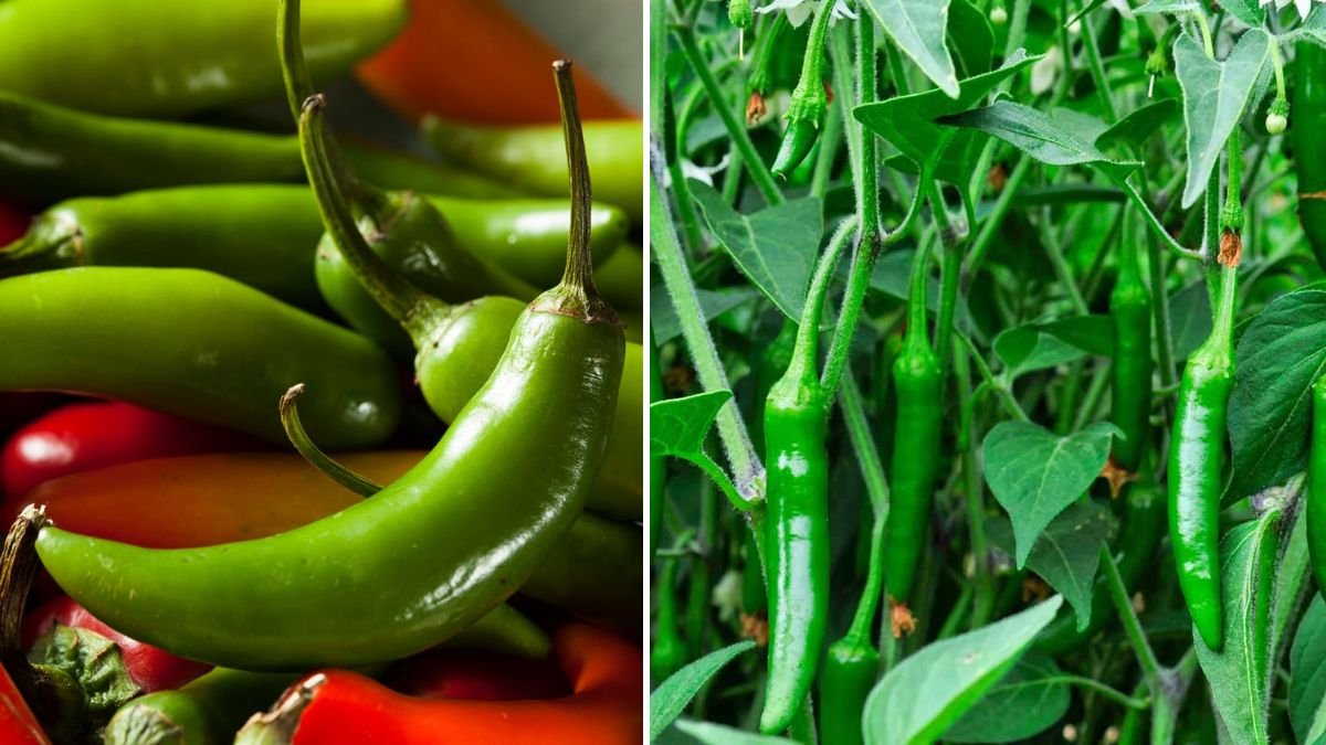 Simple Steps to Cultivate Delicious Serrano Chili Peppers in Your Backyard