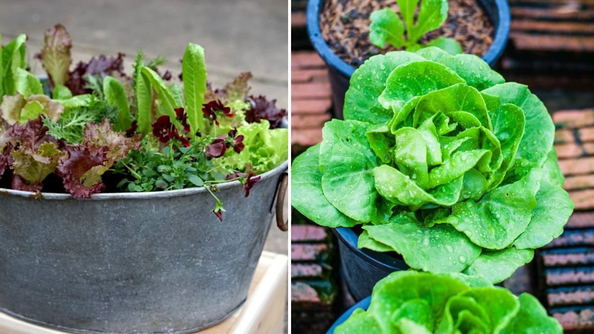 Easy Methods for Growing Lettuces in Shallow Trays for Beginners