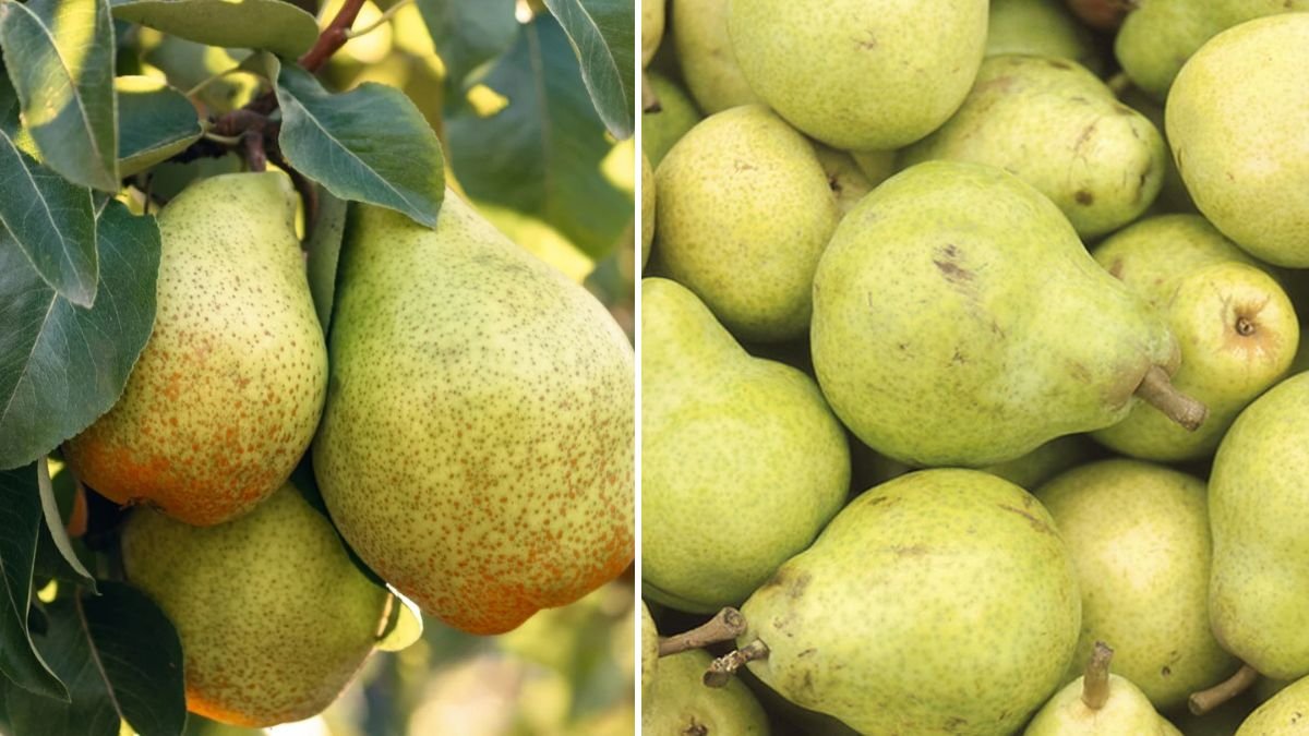 Successful Strategies for Cultivating Hardy Pear Varieties in Regions with Short Growing Seasons