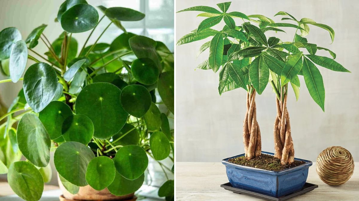 Secrets to Cultivating a Money Plant with Lush Thick Leaves