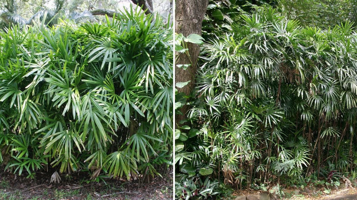 How to Successfully Cultivate Lady Palms in the Shady Corners of Your Garden