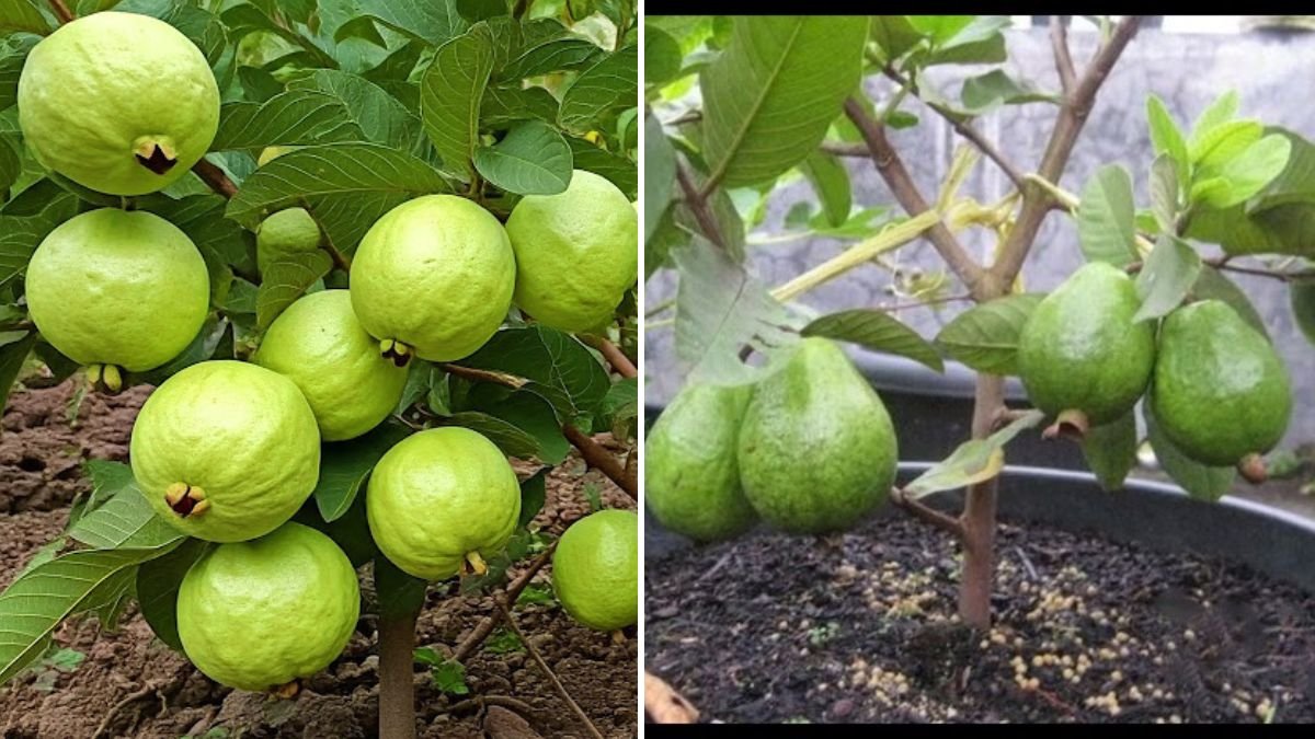 Simple Steps to Cultivate Guava Bonsai at Home for Beginners