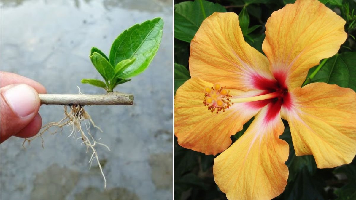 Easy Hack to Get Daily Hibiscus Flowers with Simple Gardening Techniques