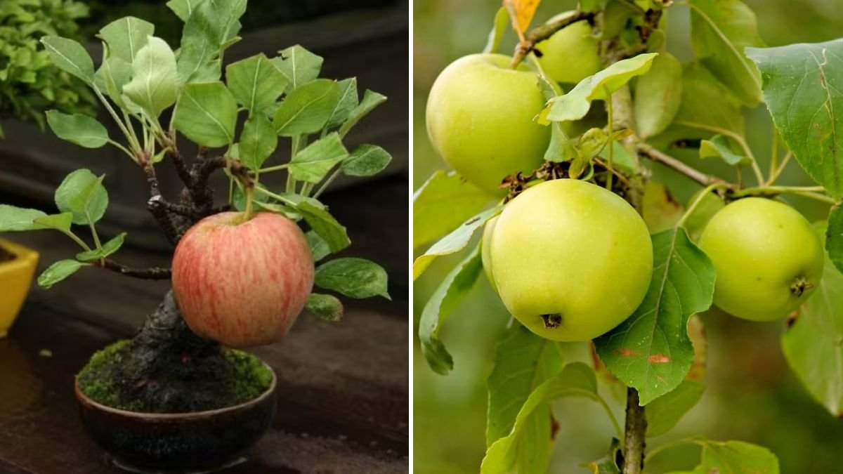 Growing Apple Trees on Your Balcony for Fresh Fruit at Home