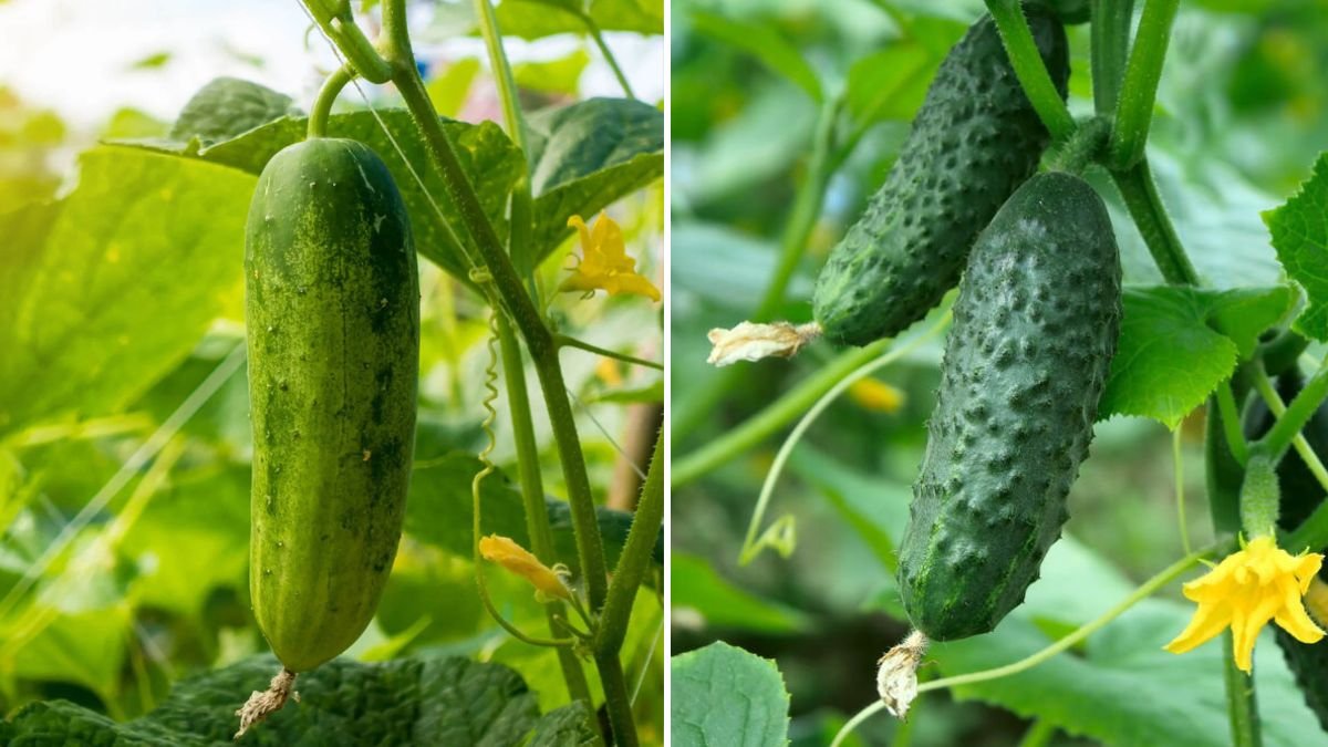 Cucumber Growing Tips for Higher Yield and Healthier Plants