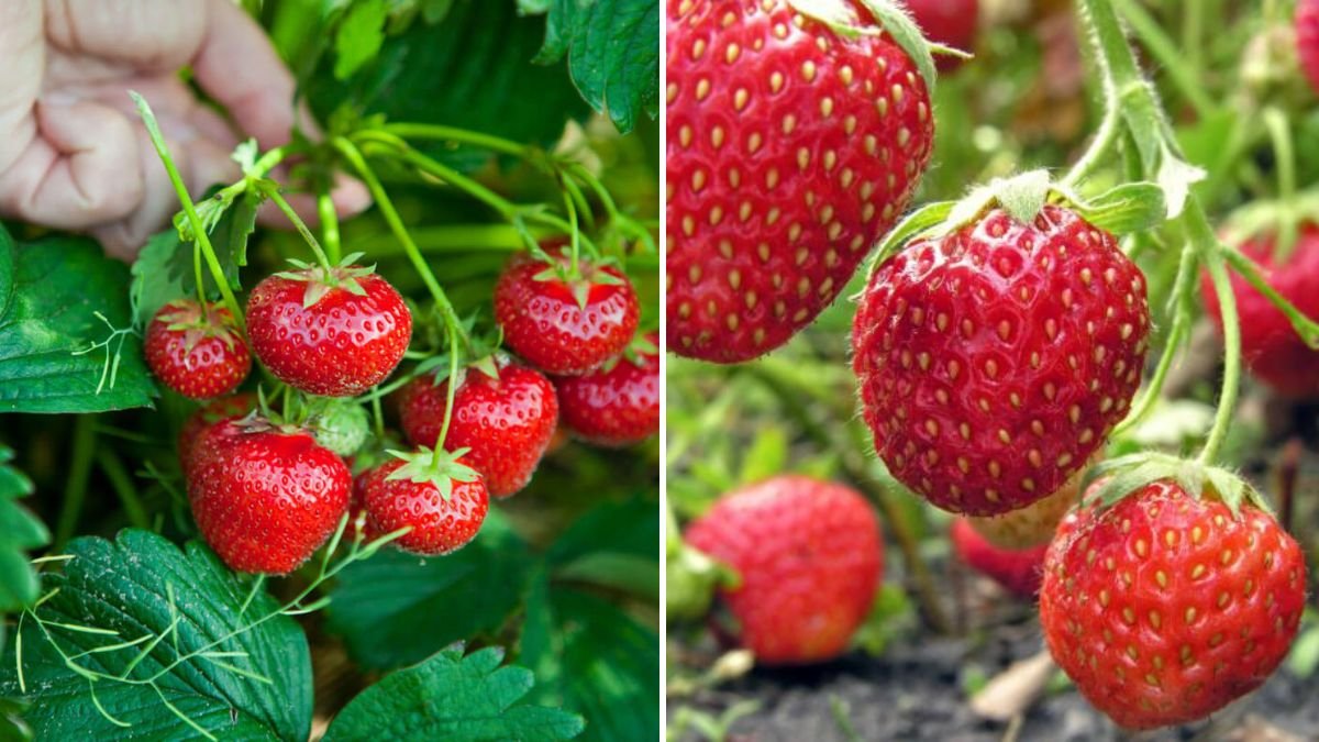 Essential Tips for Your Strawberry Plants: Grow Sweeter, Healthier Fruits at Home