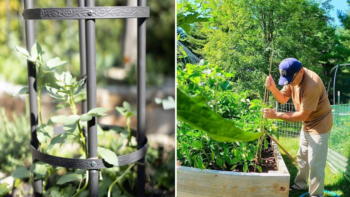 I Grew Peppers on Bamboo: A Creative and Productive Way to Grow Peppers Vertically