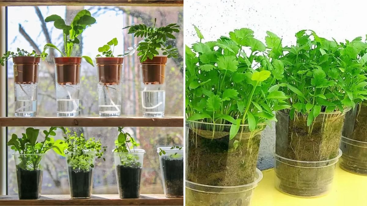 How to Grow Cilantro in a Self-Watering Pot Easily for Fresh Leaves All Year