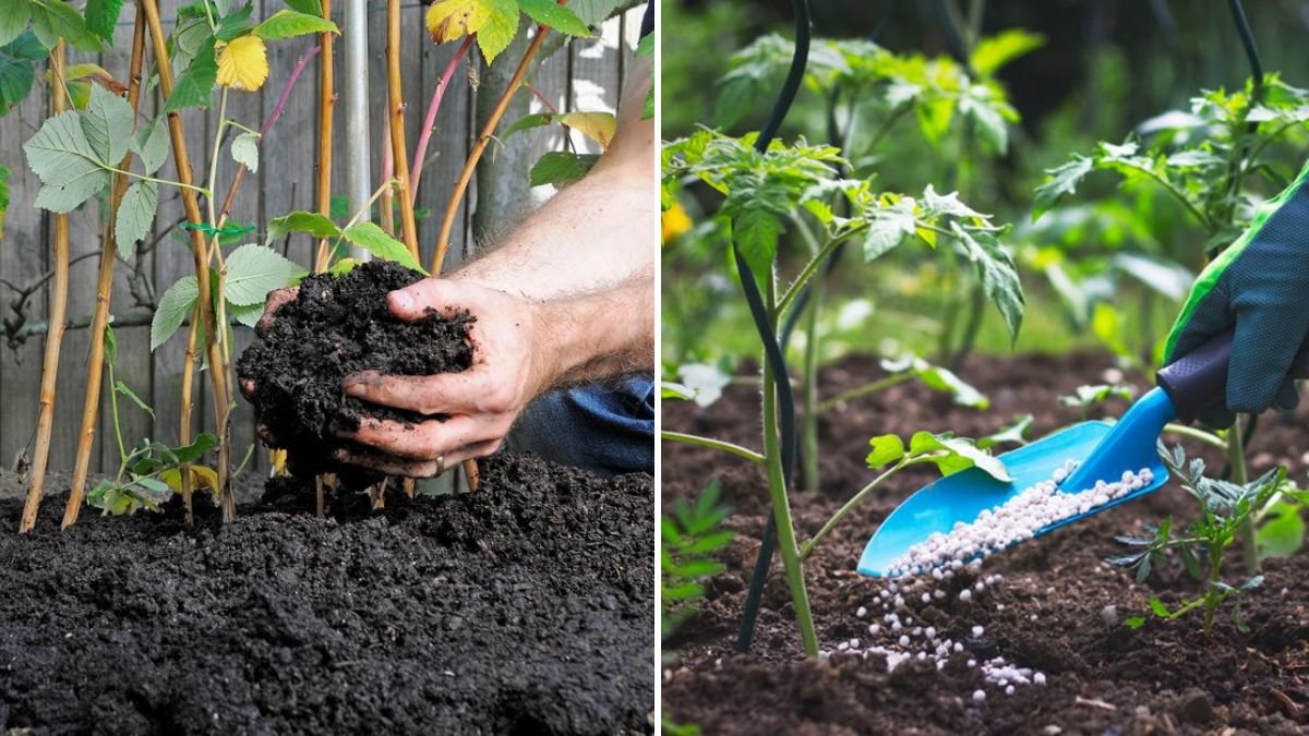 Simple Tips for Fertilizing Plants: Grow Healthier, Stronger, and More Productive Plants Easily