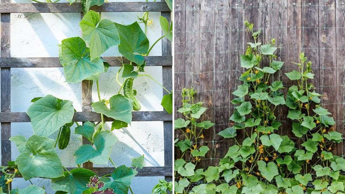 Best Cucumber Growing Tips: How to Grow Healthy, Crunchy Cucumbers Successfully