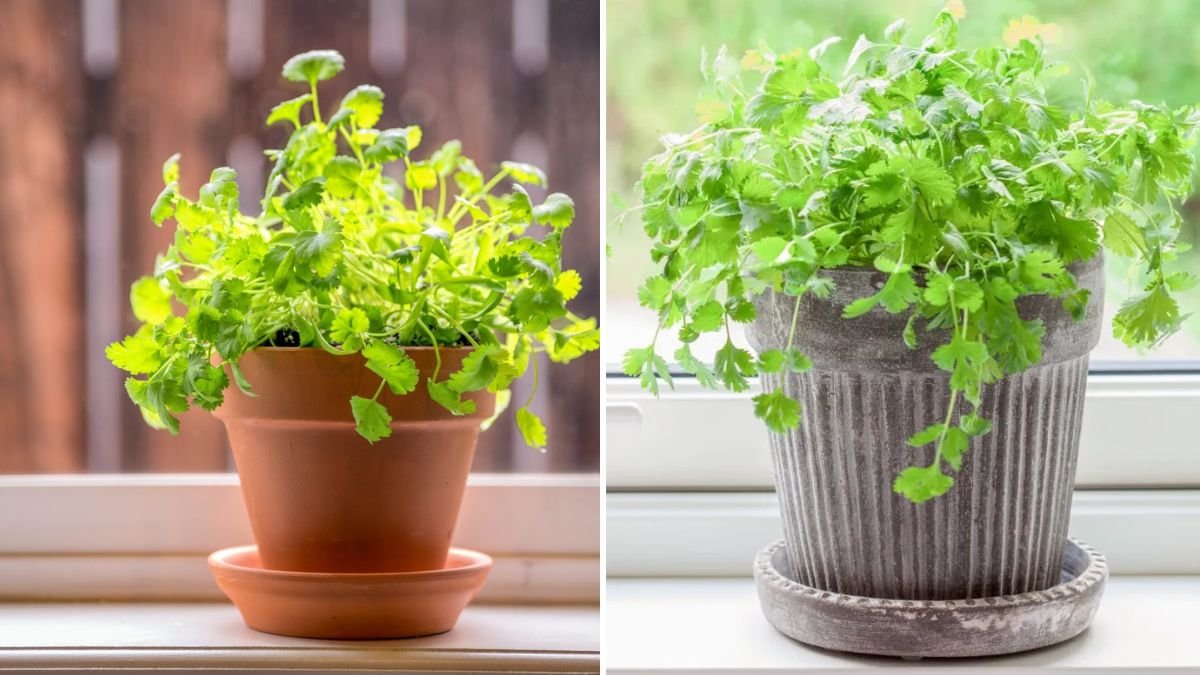 How to Grow Cilantro in Pots Successfully for Fresh Leaves All Year