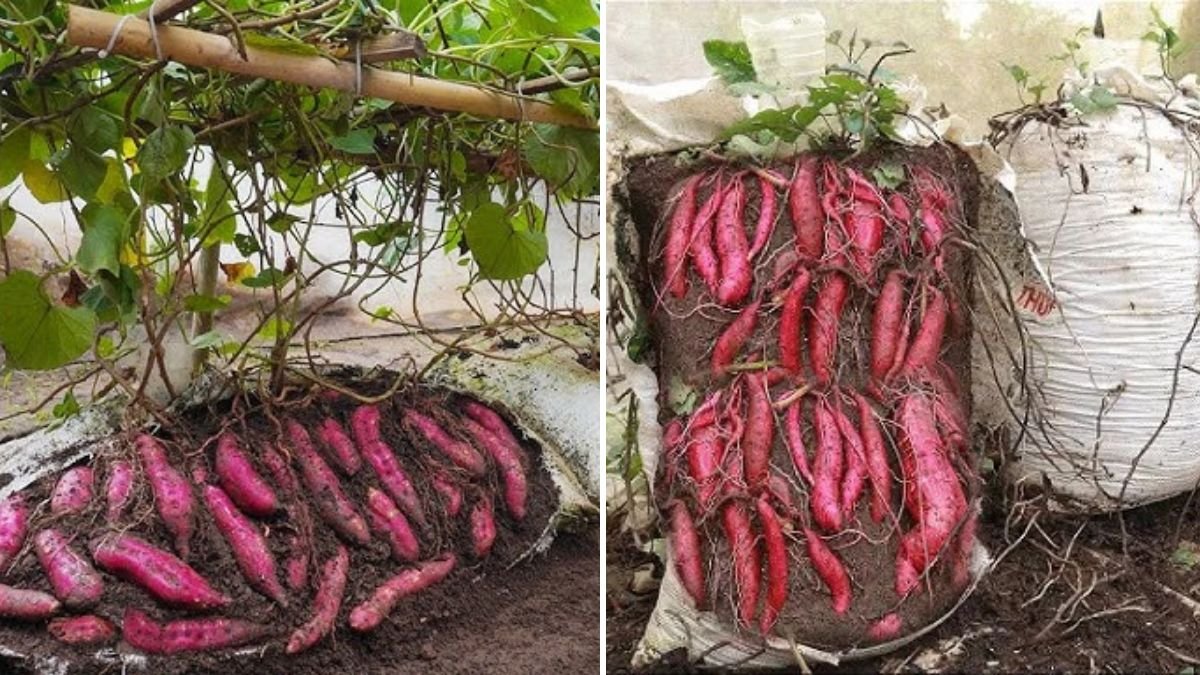 How to Grow Sweet Potatoes in Bags for Big Harvests in Small Spaces