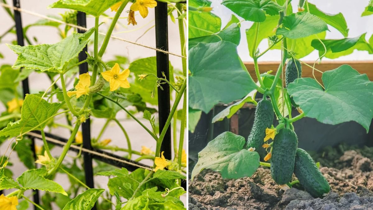 Growing Cucumbers Successfully: Complete Guide for Healthy Vines and High Yields