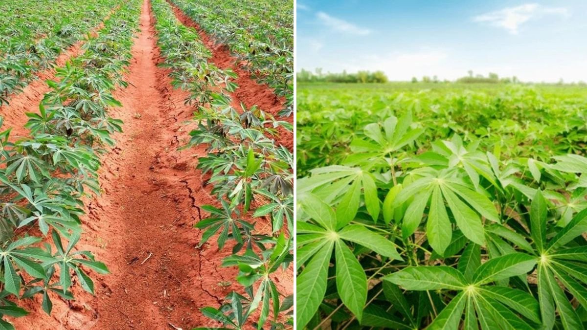 How to Care for Cassava Plants Successfully from Planting to Harvest