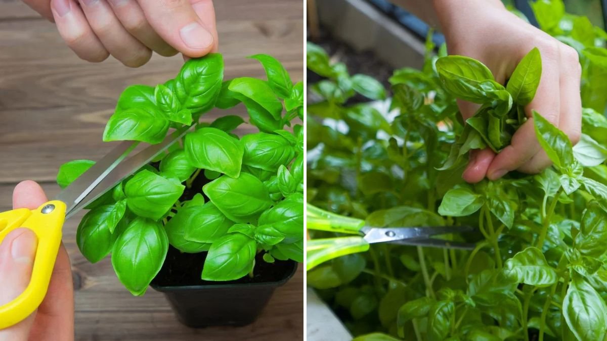 How to Cut Basil Leaves from a Plant Correctly for Faster Regrowth and Better Flavor