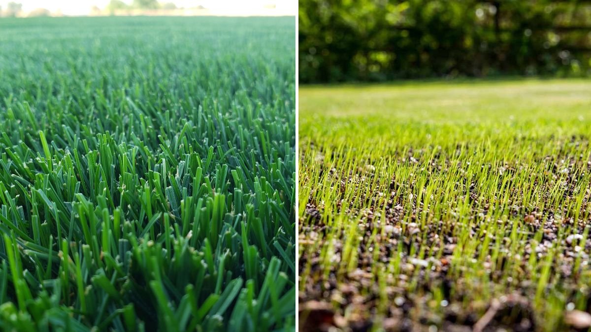 How to Plant Grass Seed on an Existing Lawn: A Complete Easy-to-Follow Guide for Thick, Healthy Grass