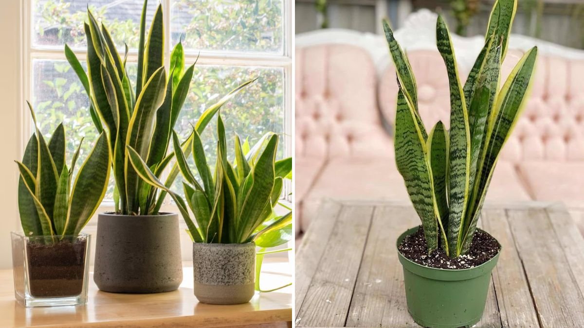 How Often to Water a Snake Plant for Healthy Growth Indoors and Outdoors