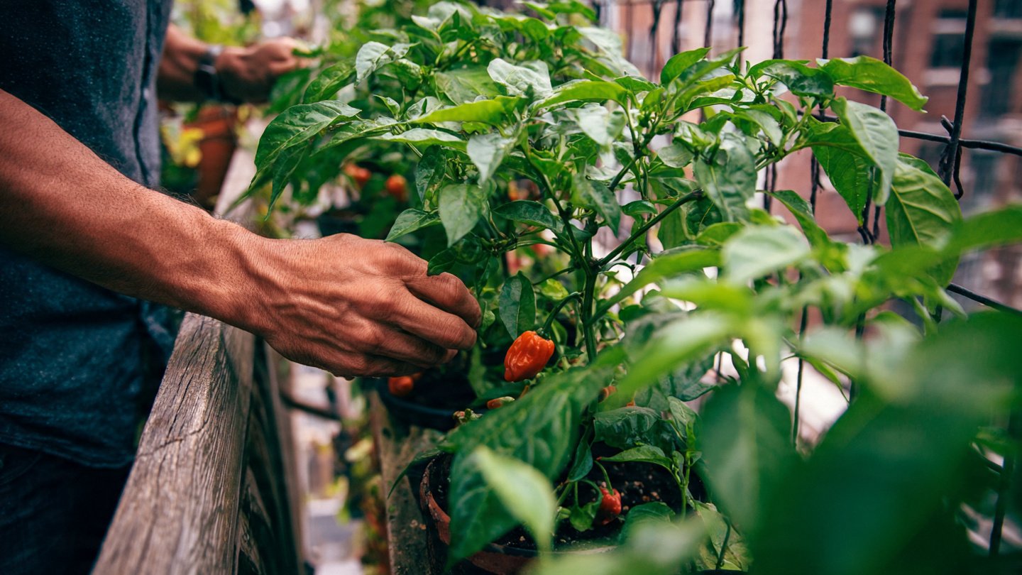 Ultimate Guide to Successfully Cultivating Spicy Chili Peppers on Your Balcony for Maximum Flavor and Yield