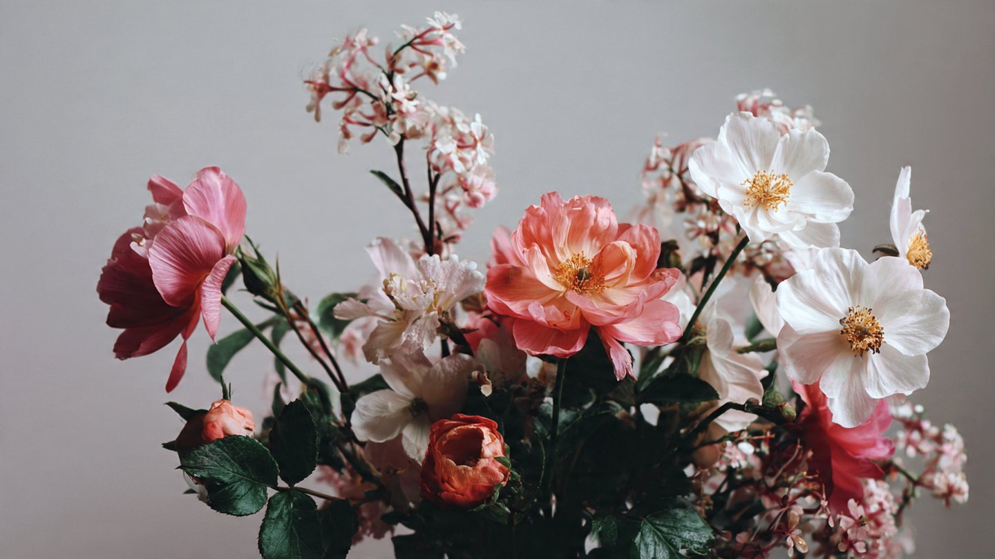 How to Easily Grow Celosia Feather Type: A Simple Guide to Thriving Blooms