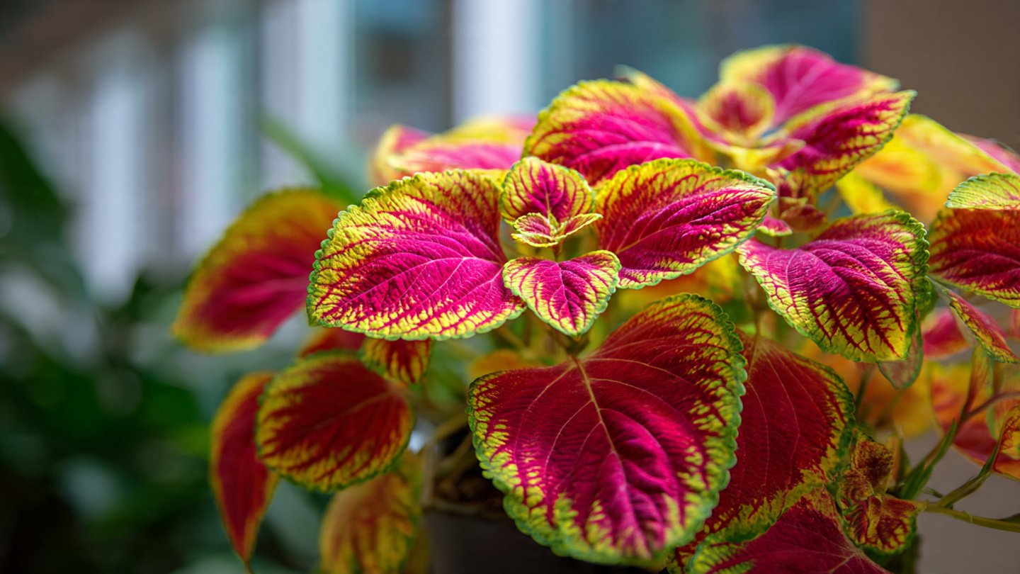 How to Easily Grow Indoor Coleus Bushy for a Lush, Vibrant Display