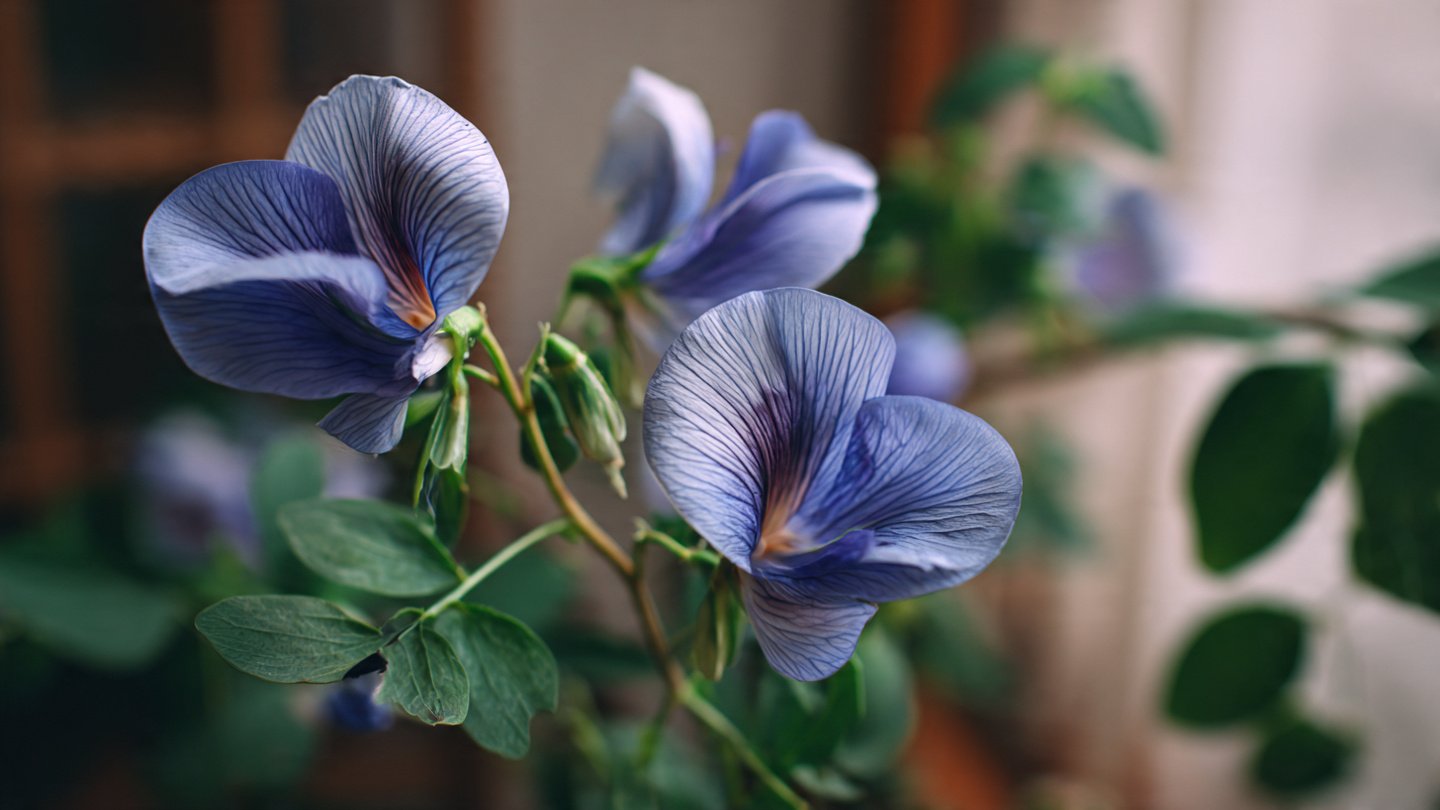 https://arcadiamarket.org/2026/01/03/how-to-use-the-best-method-to-grow-butterfly-pea-indoors/