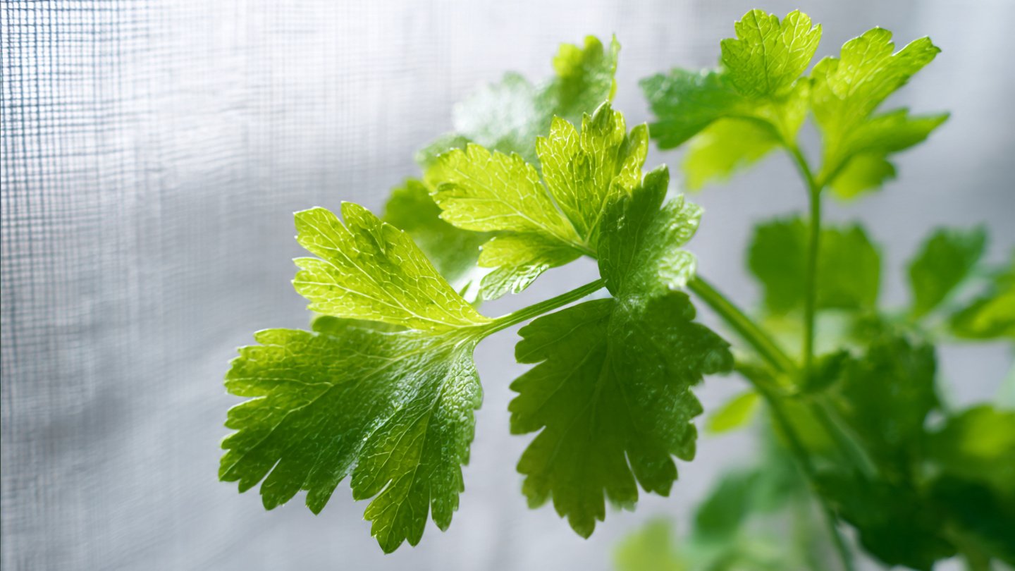 Can You Easily Grow Celery Leaves Indoors? Here's the Simple Way!