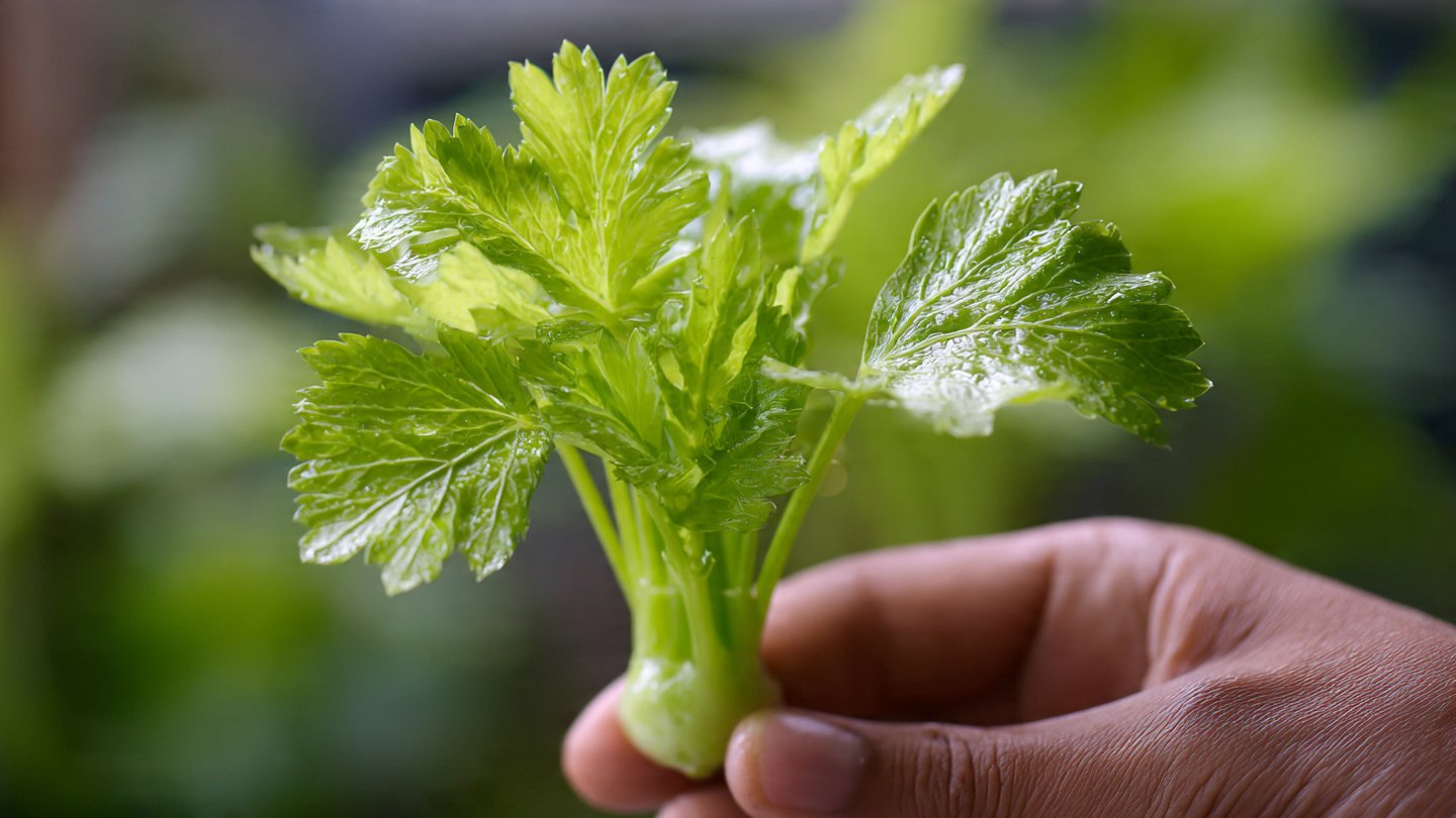 Can You Successfully Regrow Celery from Its Base? Discover the Best Method!