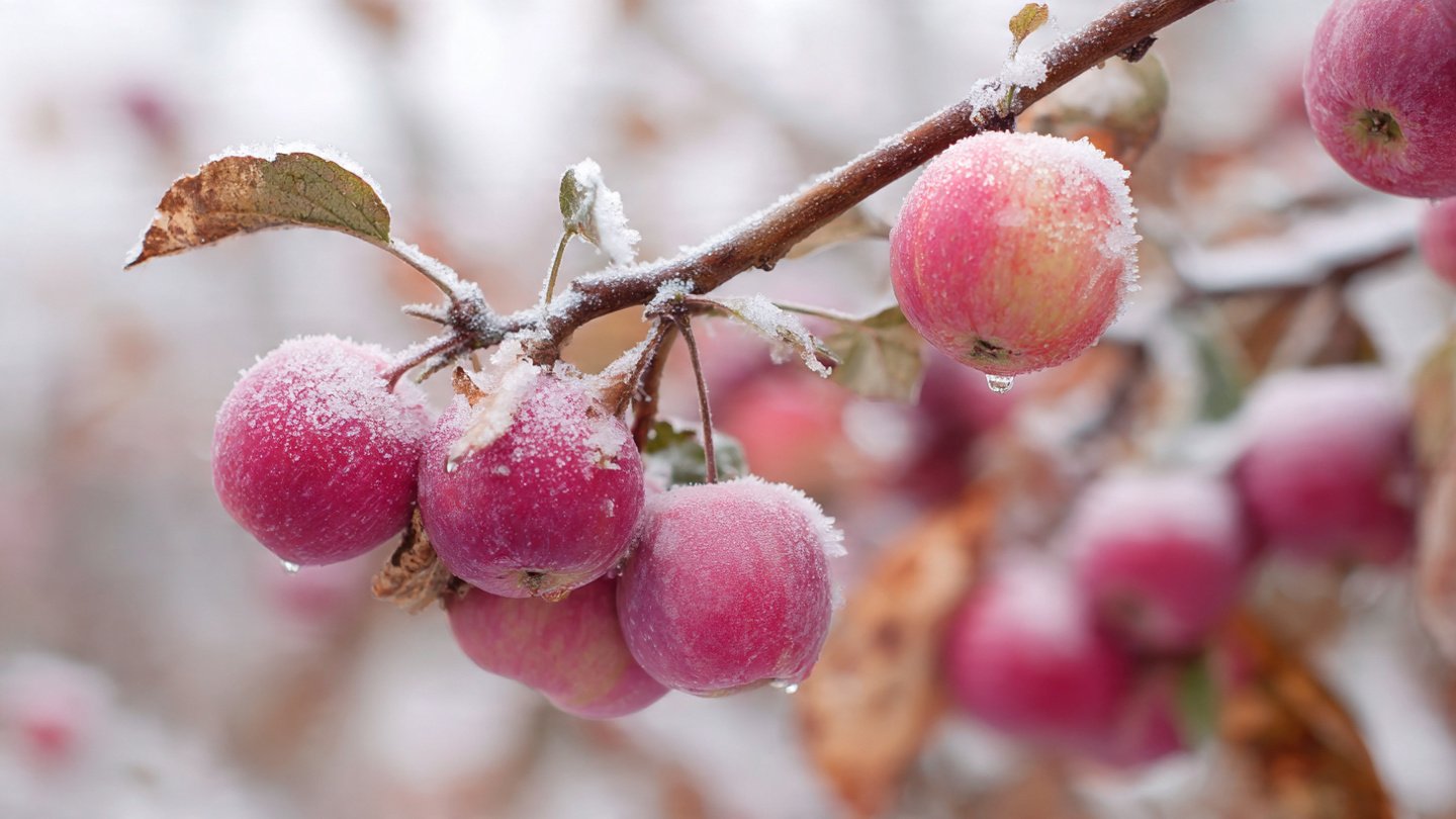 Discover Simple Steps for Successfully Growing Cold Hardy Apple Trees at Home for Beginners