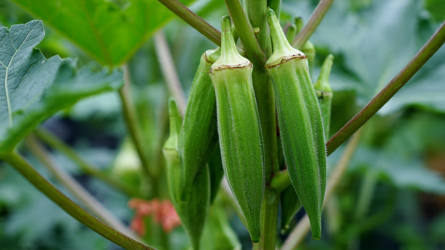 How to Successfully Cultivate Winter Resistant Apple Trees for Bountiful Harvests in Cold Climates