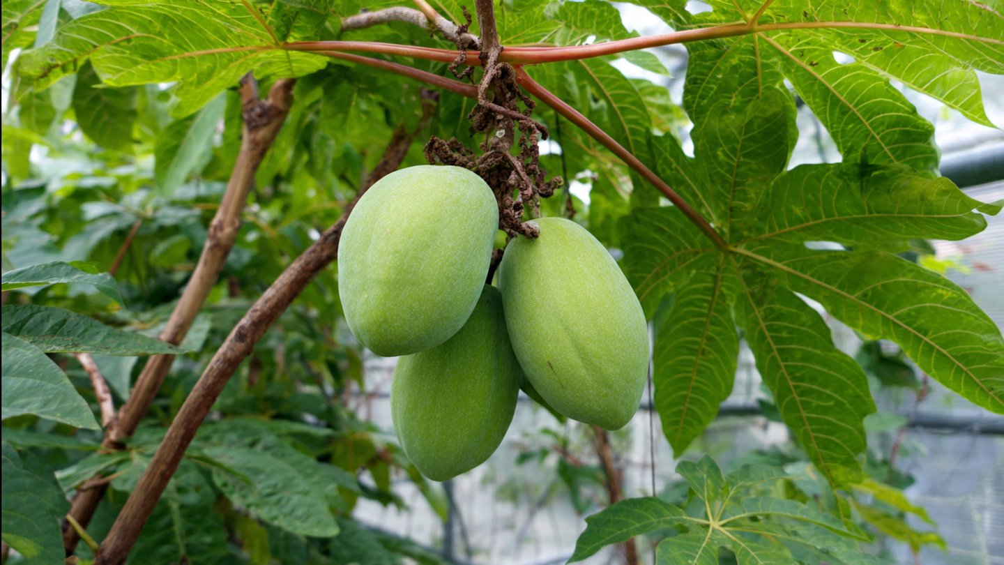 Easy Hack to Grow Pawpaw in Cold Climate with Simple Techniques for Successful Planting