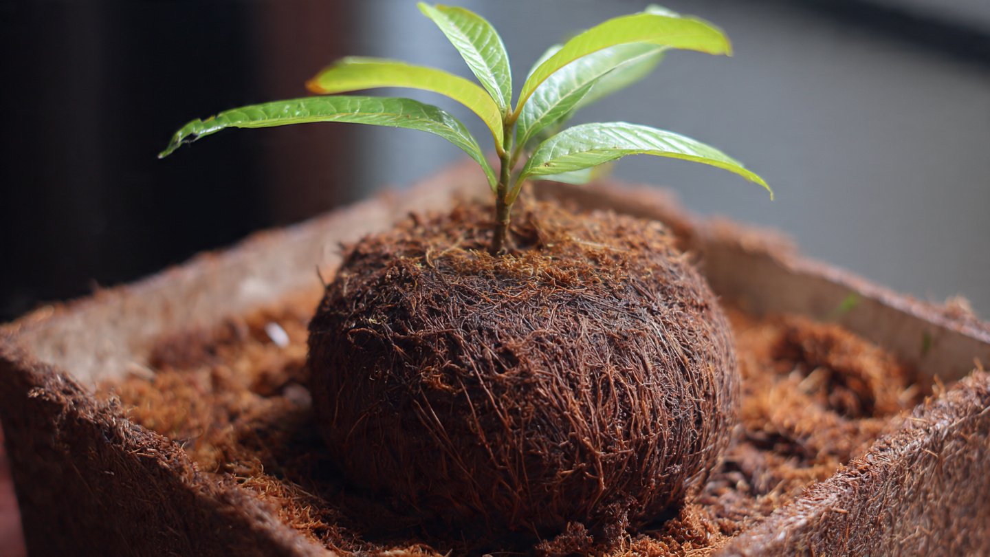 Easy Way to Root Mango Branch in Cocopeat Using Simple Techniques for Beginners