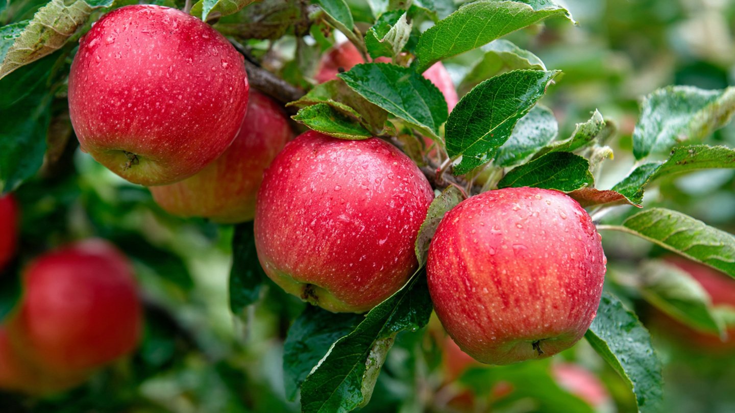 Exceptional Techniques to Boost Apple Tree Growth at Home