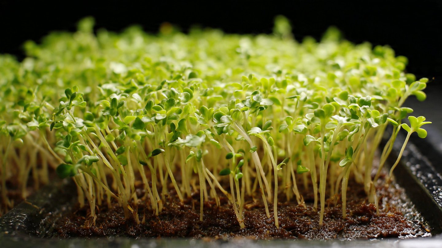 How to Grow Fast Growing Microgreens at Home for a Healthy Harvest