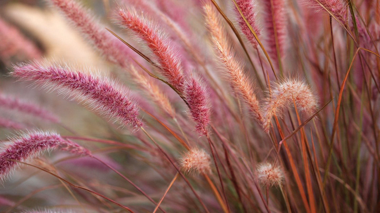 How to Grow Fountain Grass for a Luxurious Soft Garden Texture