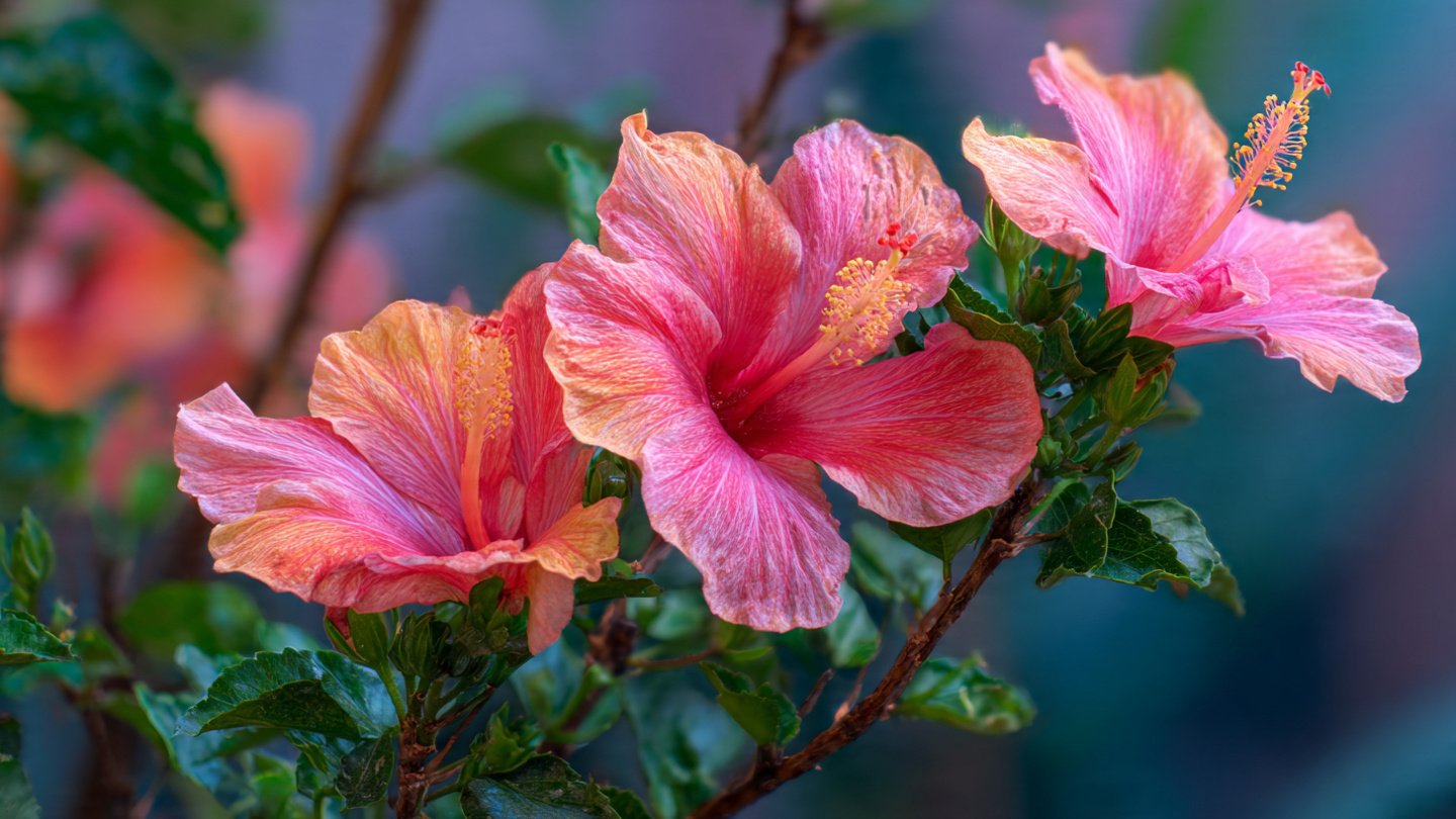 Easy Steps to Encourage a Bushy Growth in Your Hibiscus Plant