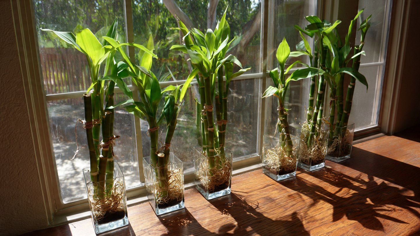 How to Boost Lucky Bamboo Growth Faster Indoors: Essential Tips for Thriving Plants