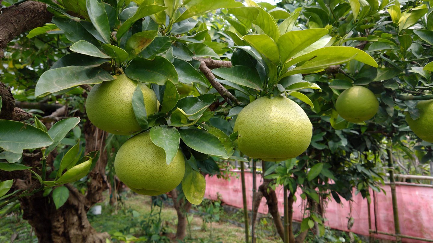 How to Prune Pomelo Trees for Optimal Growth and Fruit Production