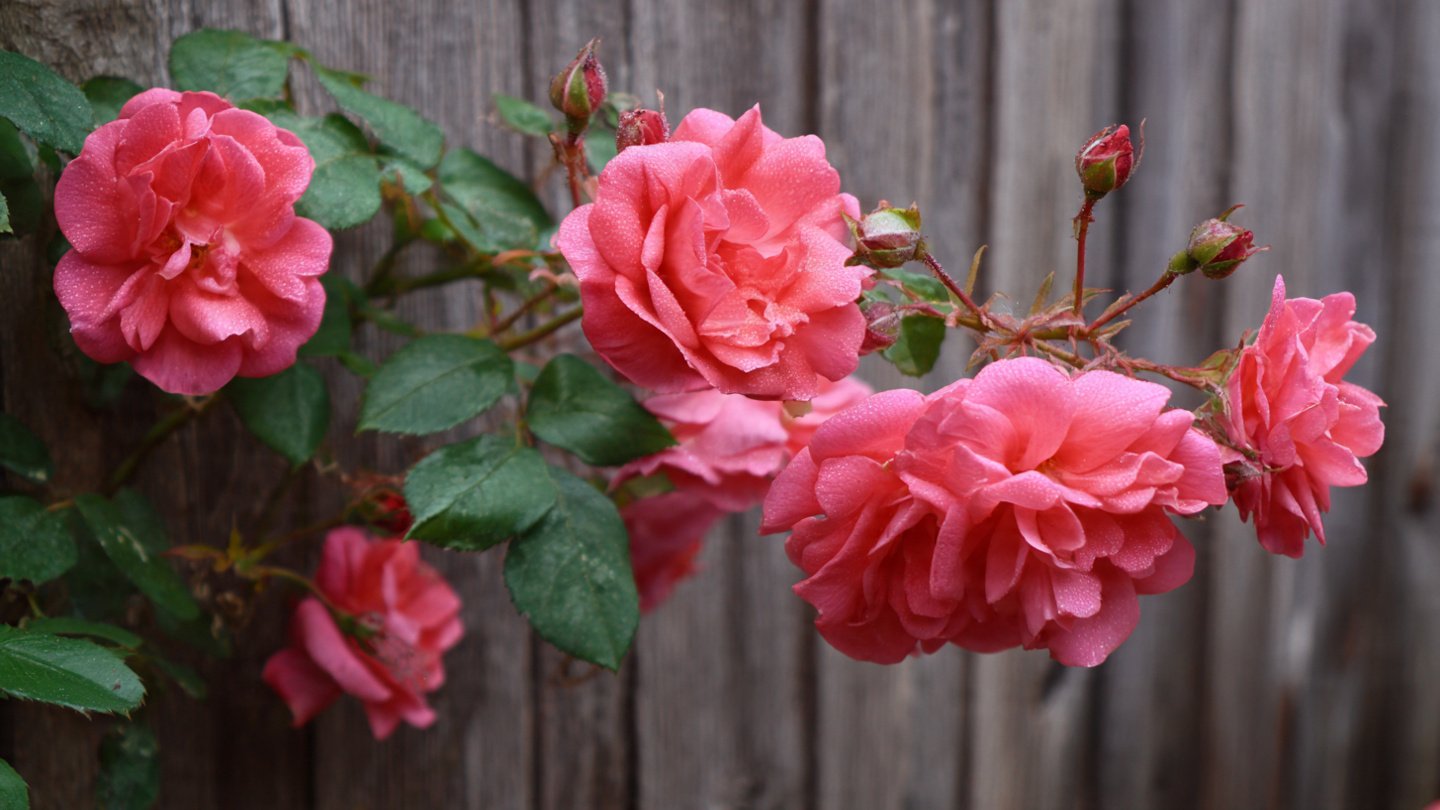 Effective Techniques for Pruning Roses to Encourage Better Flower Growth