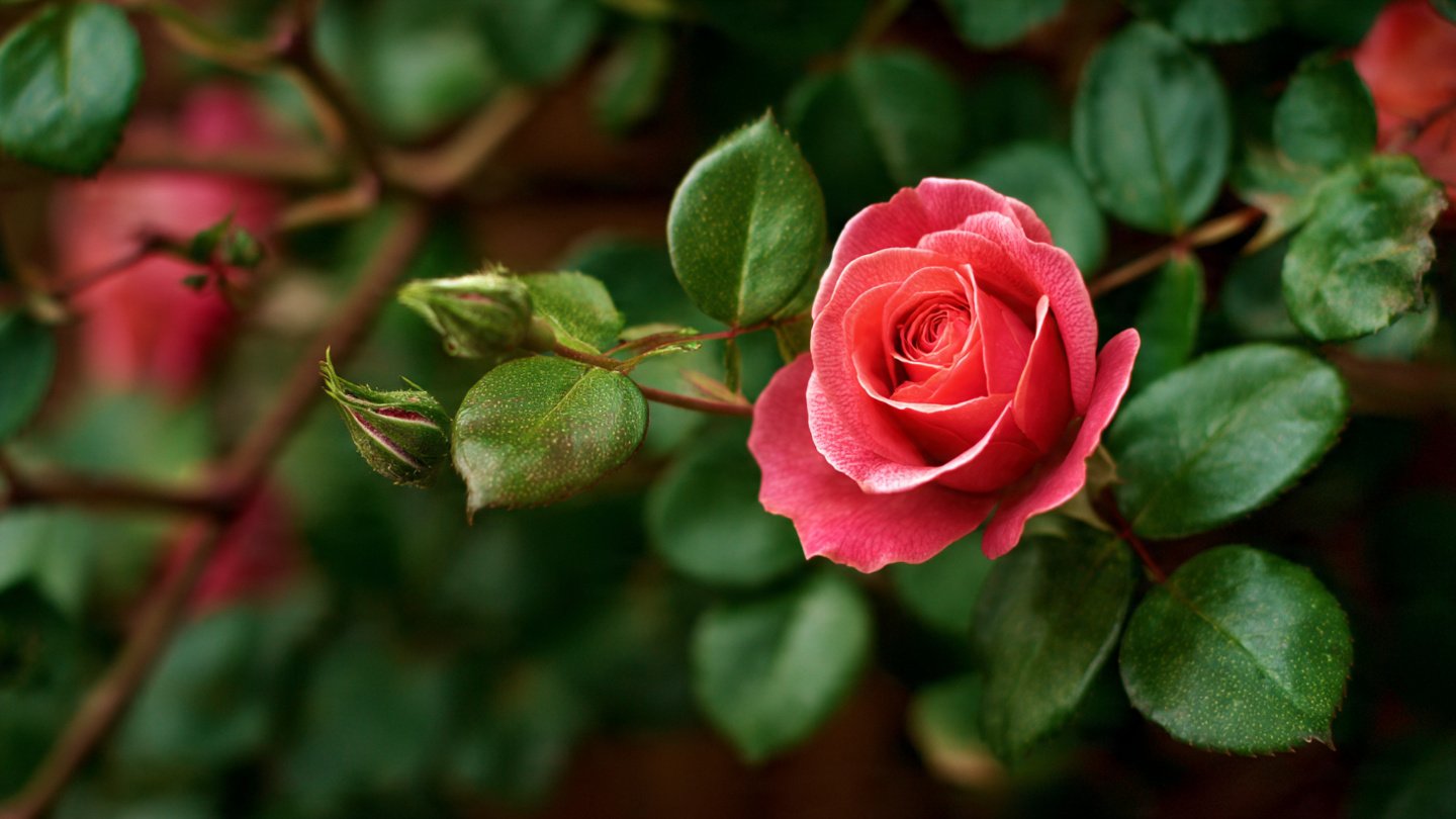Step by Step Guide to Successfully Grow Rose Plants from Hardwood Cuttings Indoors and Outdoors