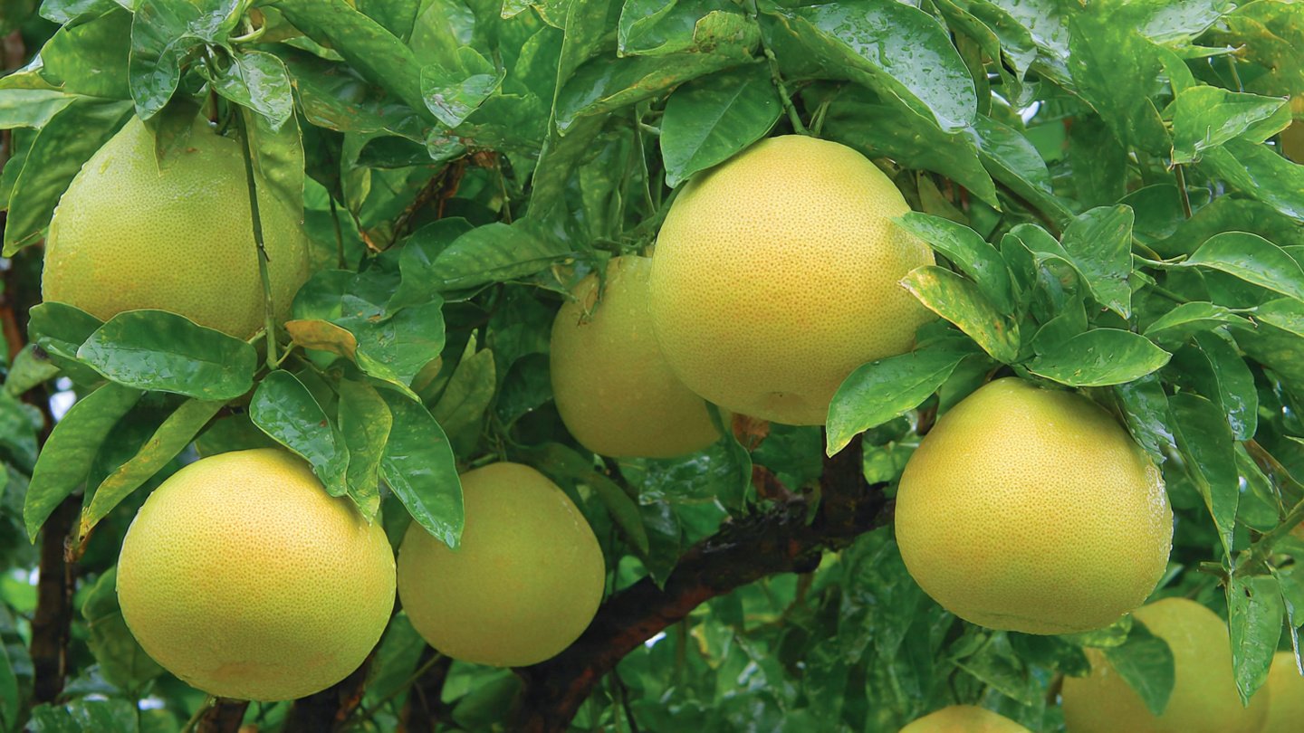 How to Successfully Grow and Harvest Pomelo: Essential Fruiting Tips for a Bountiful Yield