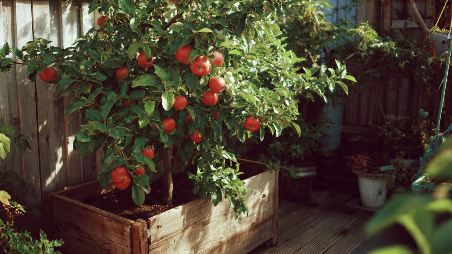 How to Successfully Grow an Apple Tree in a Raised Bed Garden in Canada