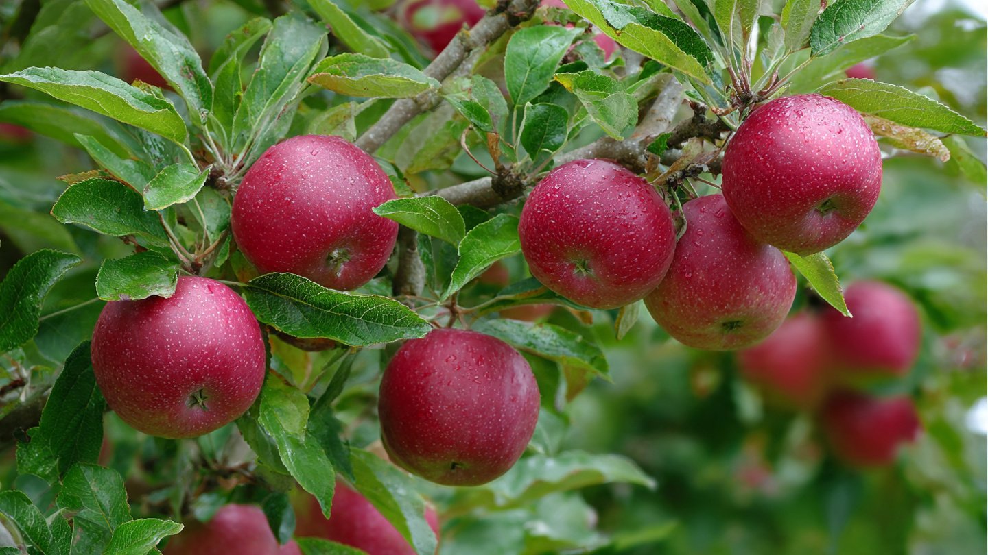How to Successfully Grow Backyard Apple Trees in Any Climate Without a Greenhouse