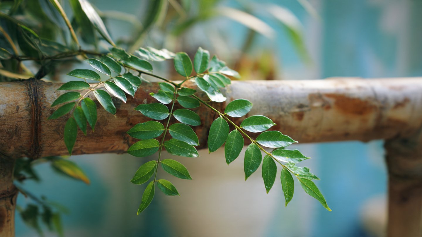 How to Successfully Grow Curry Leaf Plants from Thick Branch Cuttings in Your Garden