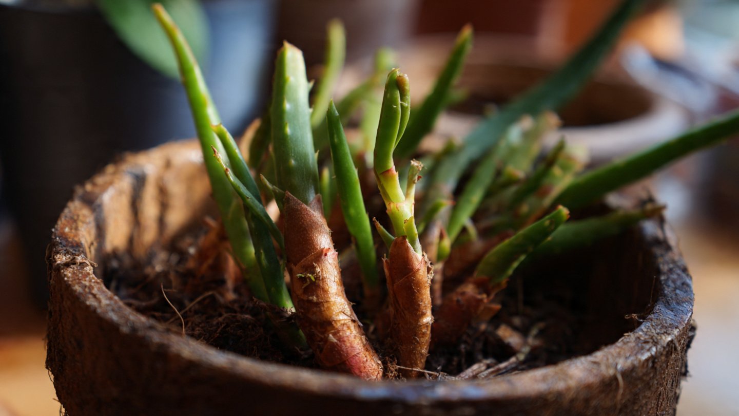 Natural Aloe Vera Hack for Successfully Rooting Your Rose Cuttings at Home