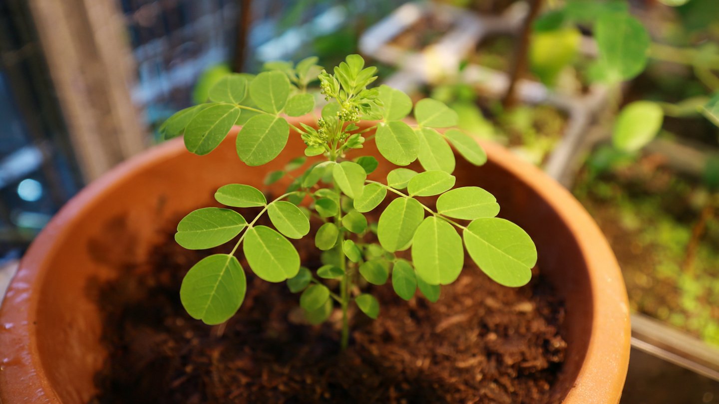 Can You Successfully Grow Lettuce Using the Hydroponic Jar Method?